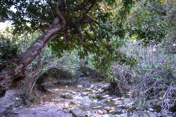 tree and stream in the forest