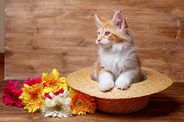 Fototapeta na wymiar funny red kitten sits in a straw hat on wooden background, the concept of cute, funny pets 