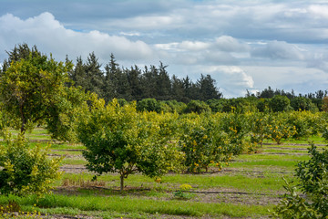 garden with lemon trees in cloudy weather