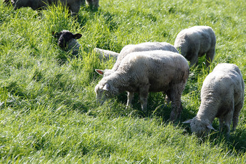 Fototapeta na wymiar Dike sheep, Sheep, Dike, Sandstedt, Hanseatic City Bremen, Germany, Europe