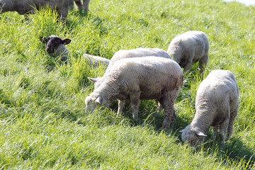 Obraz premium Dike sheep, Sheep, Dike, Sandstedt, Hanseatic City Bremen, Germany, Europe