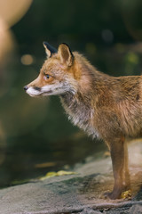 Close up of a red fox in the zoo in a warm light