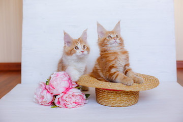 Fototapeta na wymiar 2 red Maine Coon kittens sit on a white wooden background