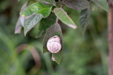 snail on a leaf