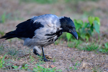 Nebelkrähe bei der Futtersuche	