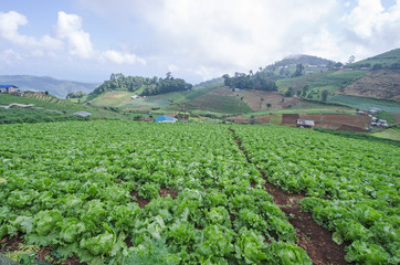 Fototapeta na wymiar Green iceberg lettuce gardens on down hill of Tribal in Thailand