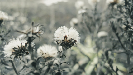 dry heads with seeds of perennial aster on a blurred background. selective focus on the center. beautiful background in gray shades