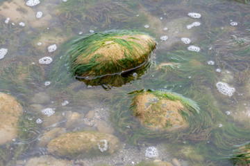 Algae in beach