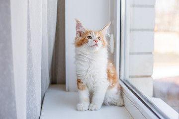 red kitten Maine Coon sitting on the window of the house