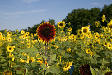Obraz premium red sunflower in a field of yellow sunflowers