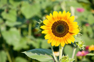 Obraz premium sunflower in garden