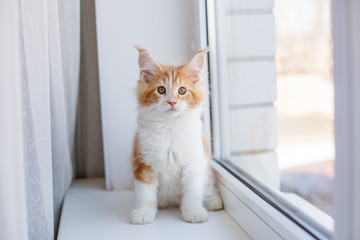 red kitten Maine Coon sitting on the window of the house