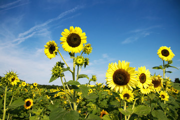 field of sunflowers and blue sky