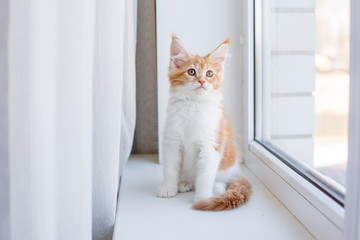 funny cute red kitten  sitting on the window of the house