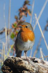 Pettirosso (Erithacus rubecola),ritratto su ramo,sfondo cielo,