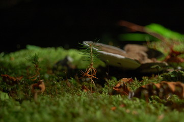 foresta del cansiglio