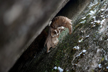 A goat's skull stuck in a rock
