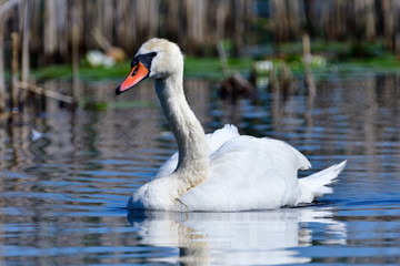 Höckerschwan auf einem Teich