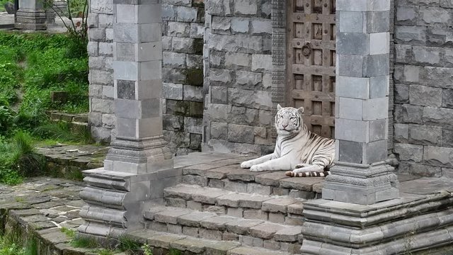 White tiger / bleached tiger (Panthera tigris) resting in Indian temple ruin