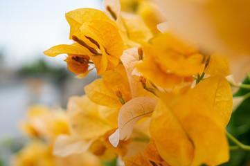 flores macro sevilla  © coral