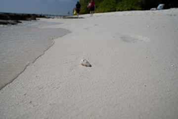 Muschel am Sandstrand