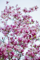 Blossom magnolia tree with pink and white flowers