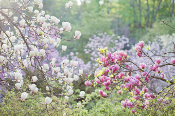 Blossom magnolia tree with pink and white flowers