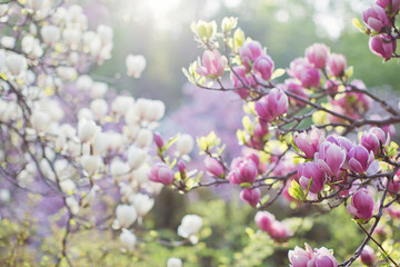 Blossom magnolia tree with pink and white flowers