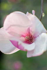 Blossom magnolia tree with pink and white flowers