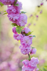 Blossom branches of a pink sacura
