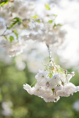 Blossom branches of a white sacura