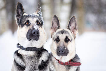 Two shepards walks outdoor at winter day