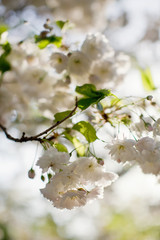 Blossom branches of a white sacura