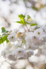 Blossom branches of a white sacura
