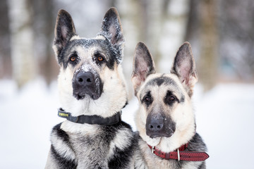 Two shepards walks outdoor at winter day