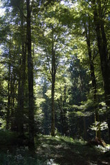 bosco foresta cansiglio