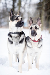 Two shepards walks outdoor at winter day