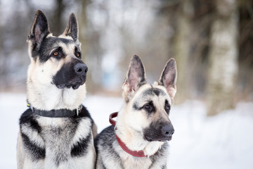 Two shepards walks outdoor at winter day