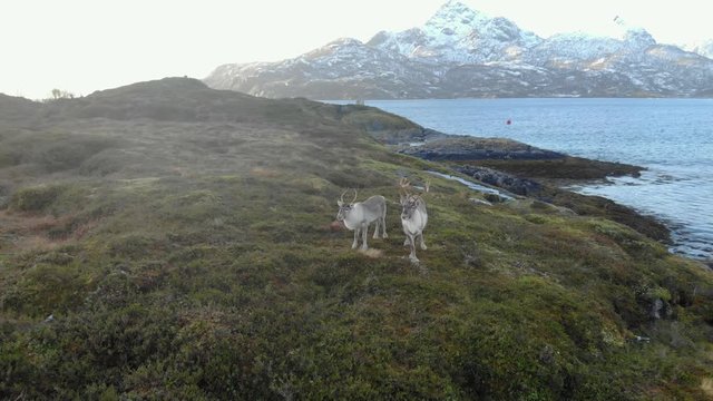 Norwegian reindeers next to fjord in Norway drone