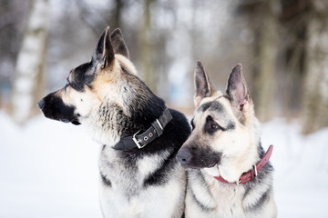 Two shepards walks outdoor at winter day