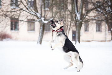 Adult shepard walks outdoor at winter day
