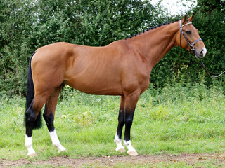 Fototapeta premium Stunning Bay Stallion