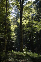 foresta del cansiglio