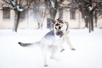 Adult shepard walks outdoor at winter day