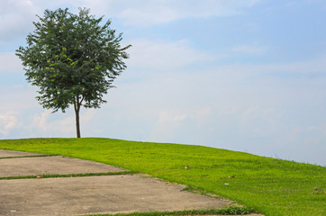 Fototapeta na wymiar Lonely tree on green lawn hill with blue sky background