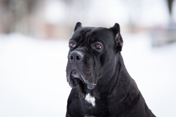 Adult dog walks outdoor at winter day