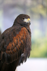 Falconry. Harris hawk (Parabuteo unicinctus) bird of prey