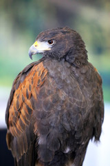 Falconry. Harris hawk (Parabuteo unicinctus) bird of prey