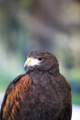 Falconry. Harris hawk (Parabuteo unicinctus) bird of prey