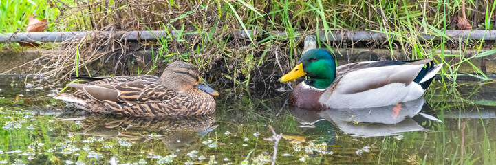 Mallard ducks on the pond, a couple, with reflection on the water